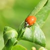 Déjeuner  de la coccinelle. régime puceron. ISABELLE TURBAN